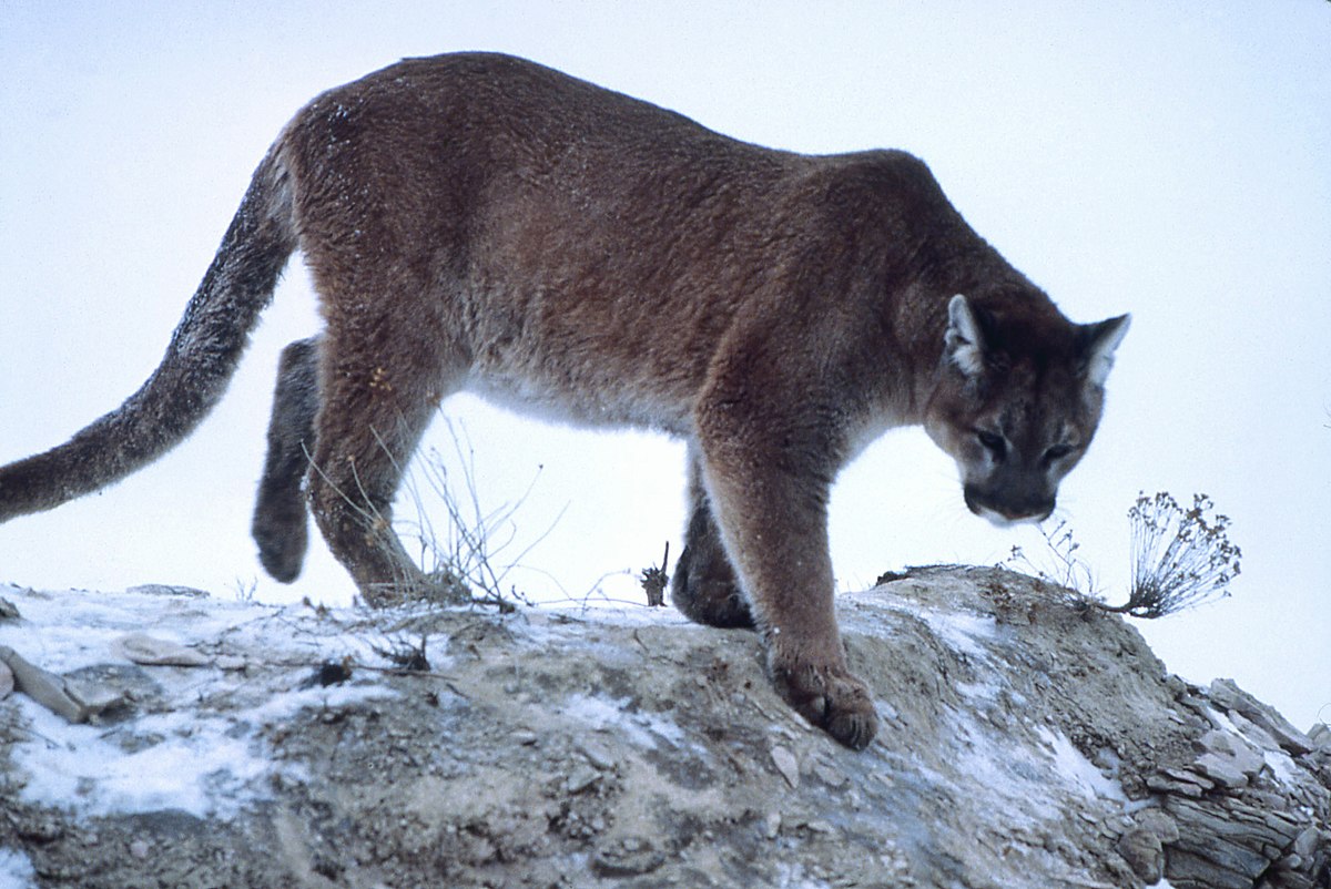 puma species