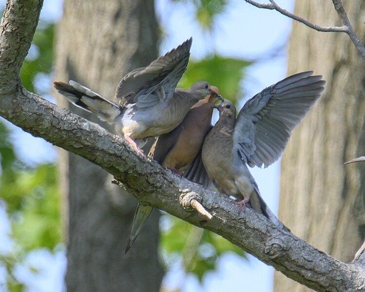 File:Mourning dove bombay hook 6.19.23 DSC 8706.jpg