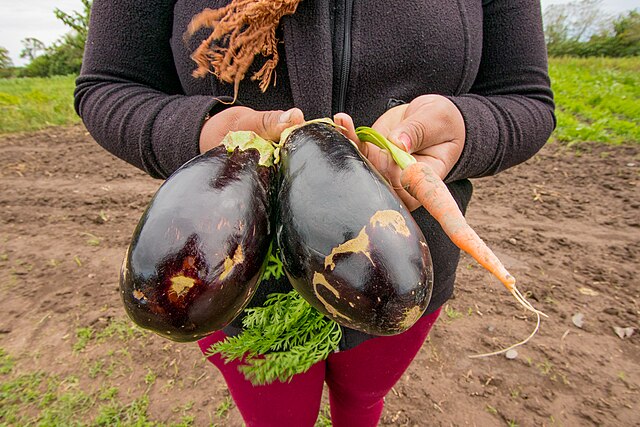 Una mujer trabajando en la tierra, produciendo hortalizas de manera agroecológica