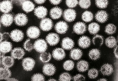 Tập_tin:Multiple_rotavirus_particles.jpg