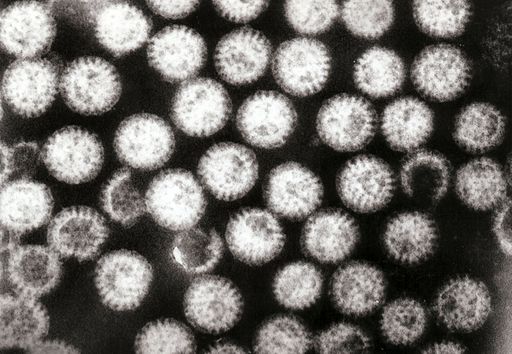 Multiple rotavirus particles