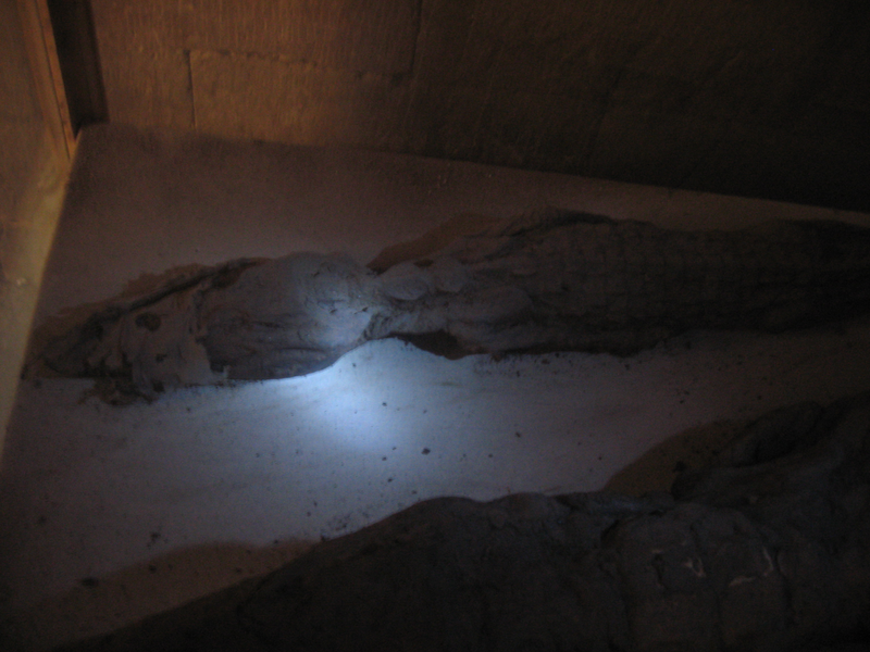 File:Mummified Croodile 977.PNG