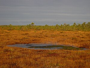 Landskapet i Muraka i oktober 2011.