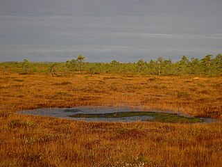 Muraka Nature Reserve Protected area in Estonia
