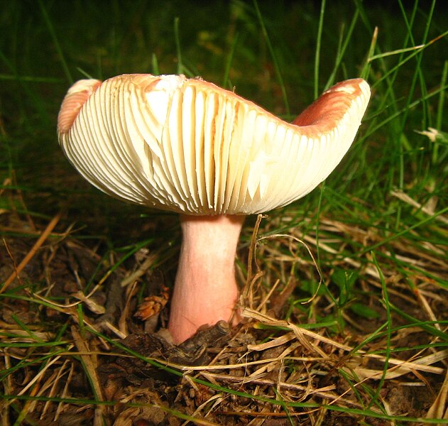 File:Mushroom (2745604284).jpg