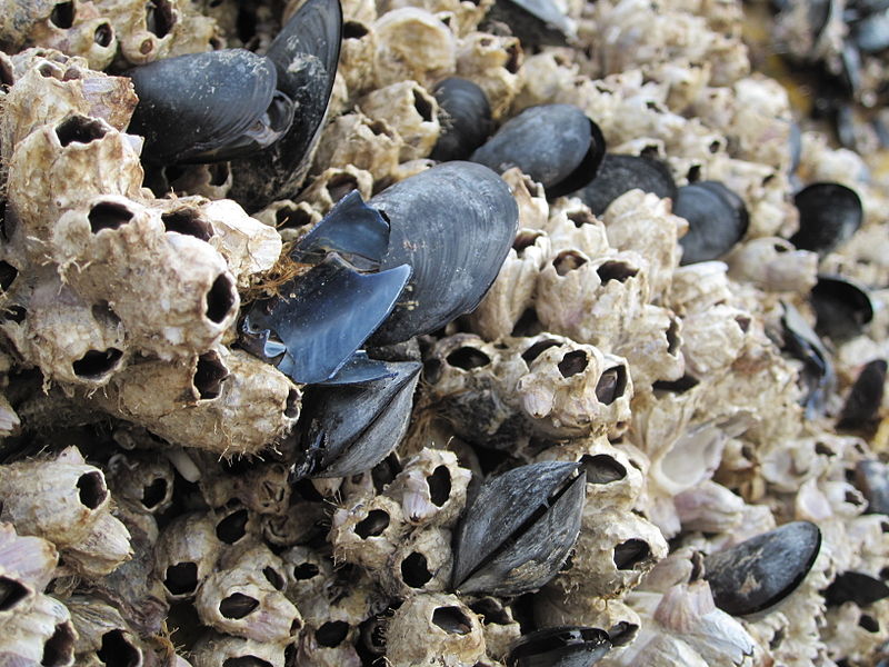 File:Mussels (Sorrento, Italy).JPG