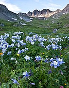 Colorado blue columbine along the Alpine Loop