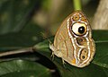 Mycalesis junonia.jpg