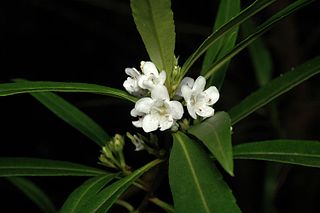 <i>Myoporum betcheanum</i> Species of shrub