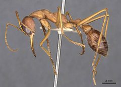 Description de l'image Myrmecia vindex 102013 casent0907095 p 1 high.jpg.