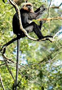 NILGIRI Langur.jpg