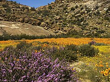 Desert bloom in Namaqualand, South Africa Namaqualand, Goegap 1035.jpg