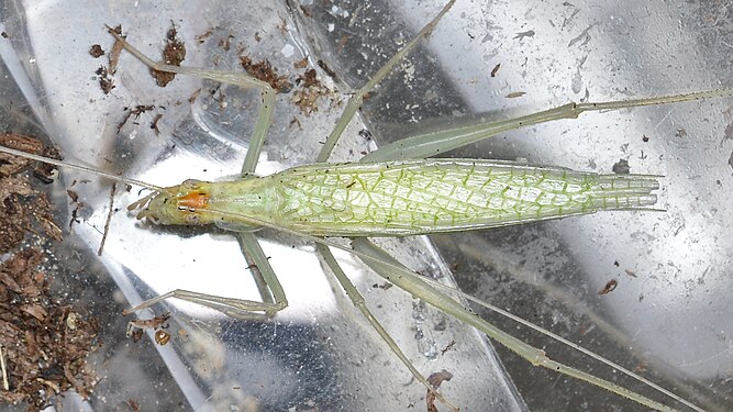 Narrow-winged Tree Cricket (Oecanthus niveus)