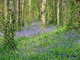 Sempit Air Bluebells - geograph.org.inggris - 1420536.jpg