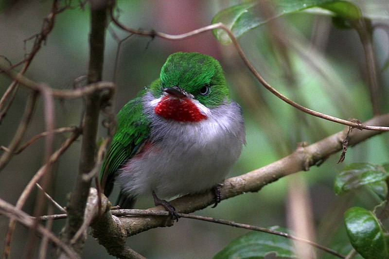 File:Narrow billed tody 4.jpg