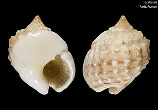 <i>Nassarius oneratus</i> Species of gastropod