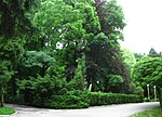 Miniatura para Jardín botánico del Instituto Forestal de Leópolis