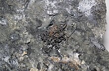Silver from near Jachymov Native silver-bearing hydrothermal vein (mine near Joachimsthal, Bohemia) 2.jpg