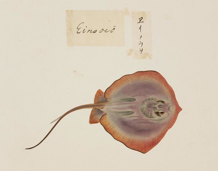 File:Naturalis Biodiversity Center - RMNH.ART.535 - Dasyatis akajei - Kawahara Keiga - 1823 - 1829 - Siebold Collection - pencil drawing - water colour.jpeg