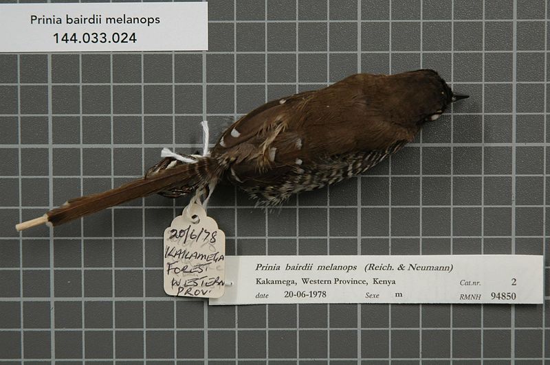 File:Naturalis Biodiversity Center - RMNH.AVES.94850 1 - Prinia bairdii melanops (Reichenow and Neumann, 1895) - Sylviidae - bird skin specimen.jpeg