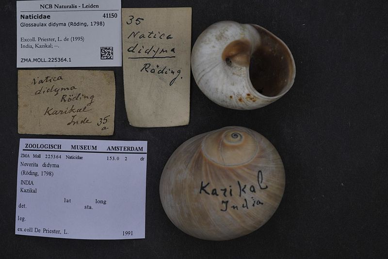 File:Naturalis Biodiversity Center - ZMA.MOLL.225364.1 - Glossaulax didyma (Röding, 1798) - Naticidae - Mollusc shell.jpeg