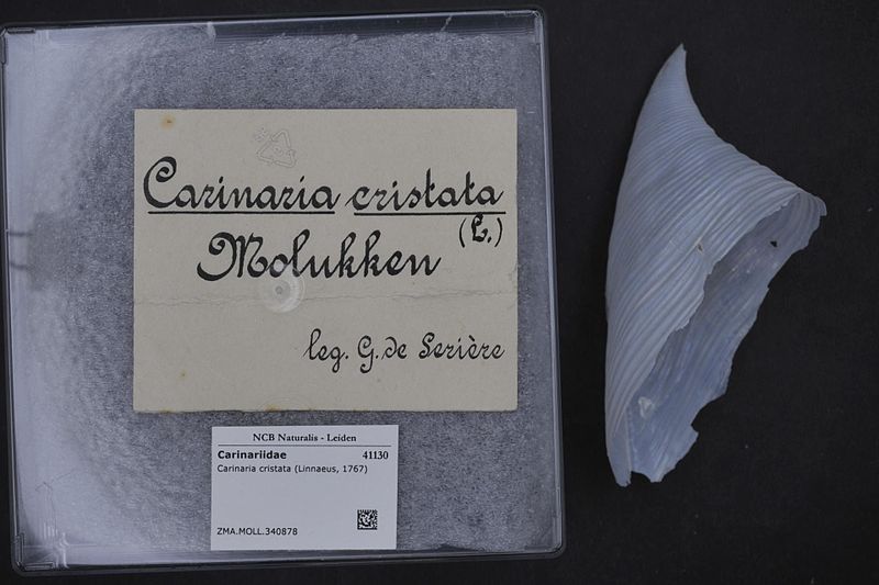 File:Naturalis Biodiversity Center - ZMA.MOLL.340878 - Carinaria cristata (Linnaeus, 1767) - Carinariidae - Mollusc shell.jpeg