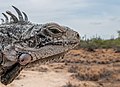 * Nomination Iguana iguana in Margarita Island --The Photographer 10:40, 4 December 2014 (UTC) * Promotion QI for me. --JLPC 17:18, 4 December 2014 (UTC)