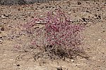 Miniatura para Phaeoptilum spinosum