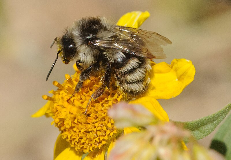 File:Nearctic Bumble Bee imported from iNaturalist photo 22220270 on 18 November 2023.jpg