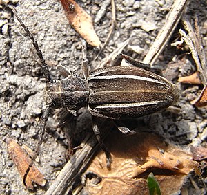 Νεοδορκάδιον το διγραμμωτόν Neodorcadion bilineatum