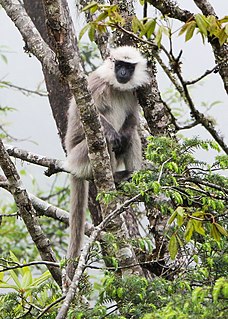 <span class="mw-page-title-main">Nepal gray langur</span> Species of Old World monkey