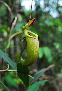 <i>Nepenthes bellii</i> Species of pitcher plant from the Philippines