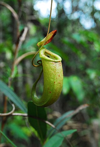 <i>Nepenthes bellii</i> Species of pitcher plant from the Philippines