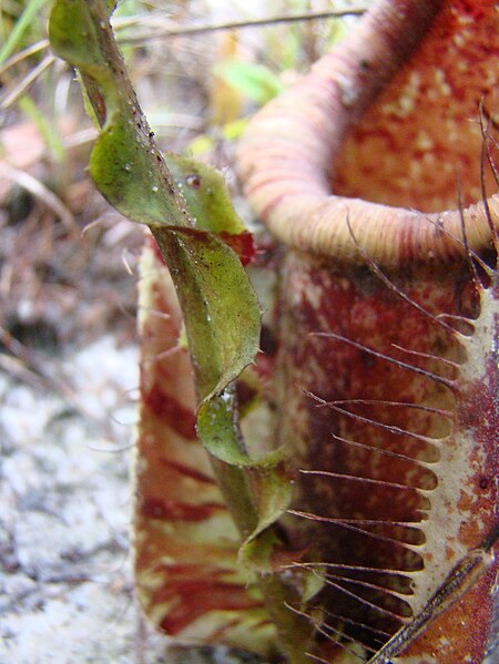 File:Nepenthes rafflesiana winged tendril.jpg