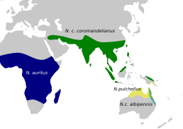 Поширення представників роду      N. auritus      N. c. coromandelianus      N. c. albipennisauritus      N. pulchellus