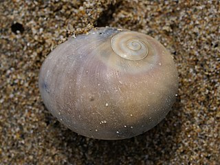 <i>Neverita josephinia</i> Species of mollusc (fossil)