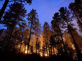 <span class="mw-page-title-main">2020 New Mexico wildfires</span> Fire season