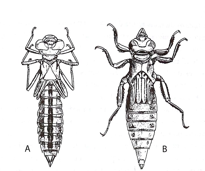 File:Ninfas de Anisoptera (Triplehorn & Johnson).jpg