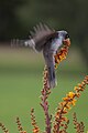 Adelaide Botanic Gardens, South Australia