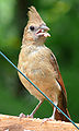 Northern Cardinal (fledgling)