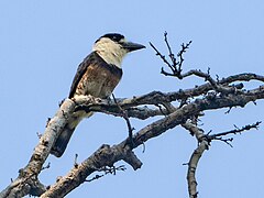 Description de l'image Notharchus ordii Brown-banded Puffbird; Porto Velho, Rondônia, Brazil.jpg.