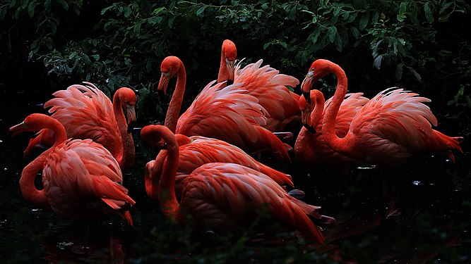 Gruppo di fenicotteri rosa