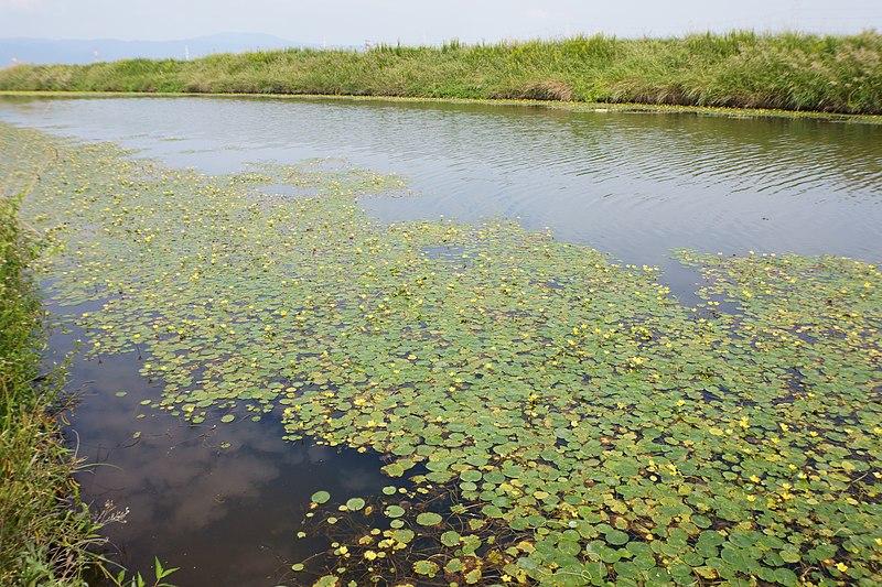 File:Nymphoides peltata at Nakachi-e.jpg