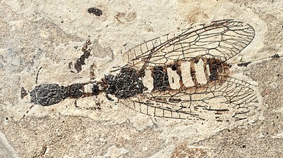 Ohmella coffini (Raphidiidae) from the Miocene of France