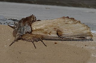 <i>Oligocentria pallida</i> Species of moth