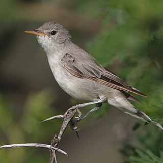 <span class="mw-page-title-main">Olive-tree warbler</span> Species of bird