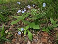 2018年5月14日 (月) 13:33時点における版のサムネイル