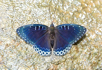 Dorsal view