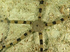 File:Ophiarachnella septemspinosa - North Point 03.jpeg (Category:Echinoderms of Queensland)