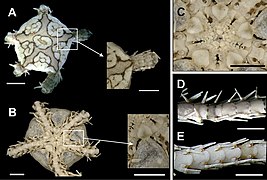 Ophionereis dolabriformis